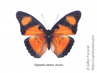 Самка  Euphaedra adonina