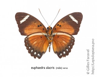 Euphaedra alacris