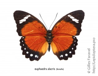 Самка  Euphaedra alacris
