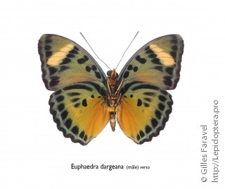 Самец  Euphaedra dargeana