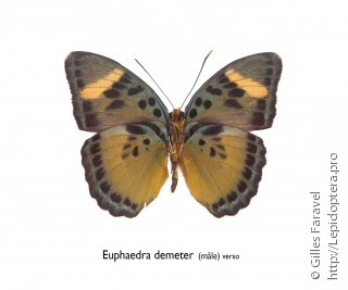 Euphaedra demeter
