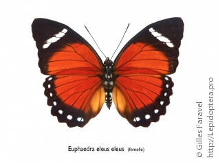 Euphaedra eleus