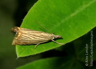 Chrysoteuchia culmella