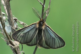 Penthophera morio