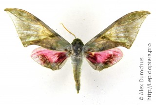 Callambulyx rubricosa