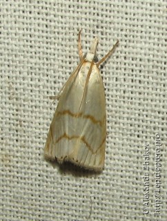Calamotropha aureliellus