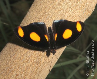 Самец  Catonephele numilia