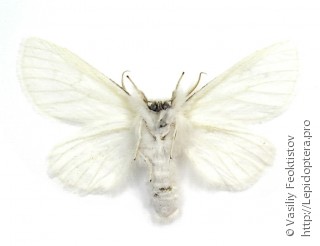 Leucodonta bicoloria