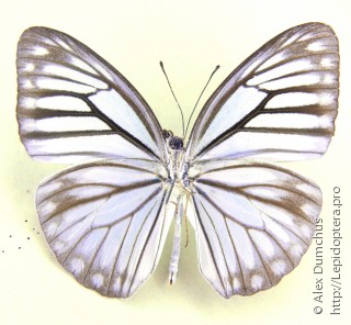 Самец  Pareronia hippia