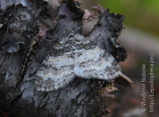 Lobophora halterata