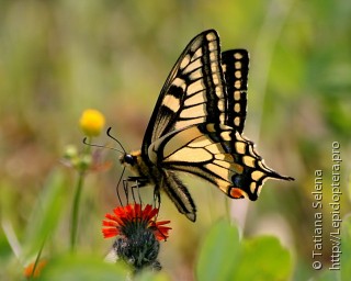 Papilio machaon sachalinensis
