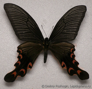 Самец  Papilio elwesi