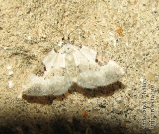 Perizoma blandiata