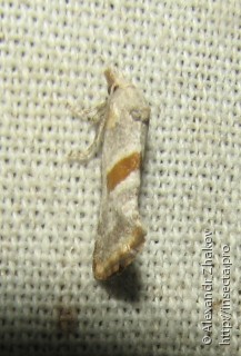 Имаго  (Cochylimorpha halophilana)