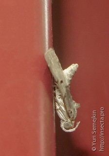 Sinarella punctalis