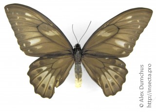 Ornithoptera priamus urvillianus