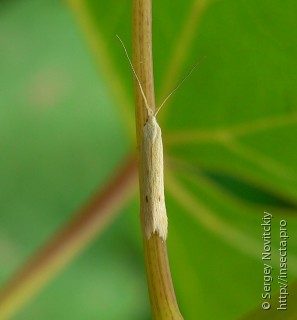 Имаго  Coleophora serinipennella