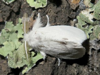 Euproctis similis