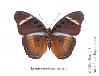 Euphaedra fulvofasciata