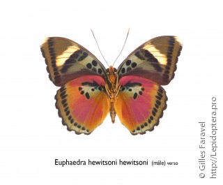 Euphaedra hewitsoni