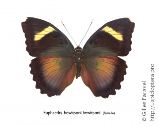 Самка  Euphaedra hewitsoni