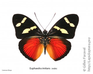 Самец  Euphaedra imitans