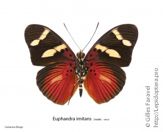 Euphaedra imitans