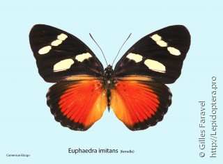 Euphaedra imitans