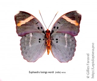 Самец  Euphaedra losinga