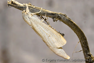 Phragmataecia castaneae