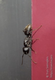 Имаго  Camponotus japonicus