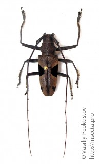 Epepeotes lateralis