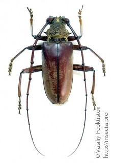 Самец  Neoplocaederus obesus