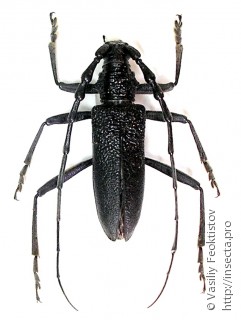 Самец  Cerambyx scopolii