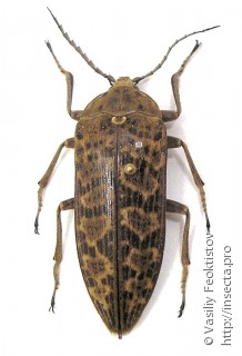 Eulichadidae