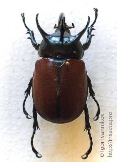 Самец  Eupatorus beccarii