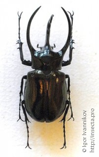 Самец  Chalcosoma caucasus