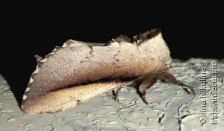 Togepteryx velutina