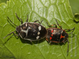 Самец и самка  (Eurydema oleracea)