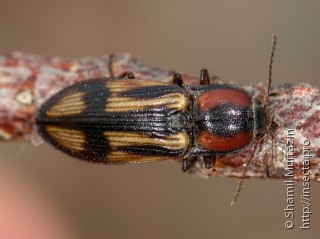 Имаго  (Selatosomus cruciatus)