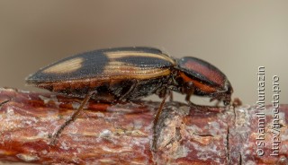 Selatosomus cruciatus