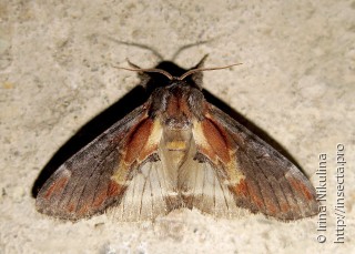 Имаго  (Notodonta dembowskii)