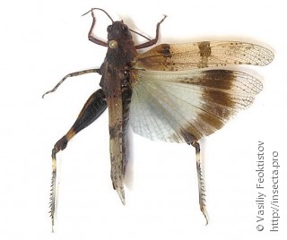 Самец  (Oedipoda caerulescens)