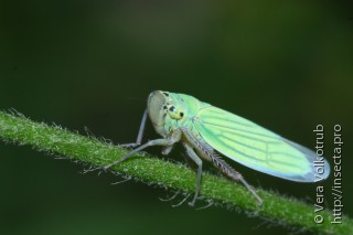 Имаго  Cicadella viridis