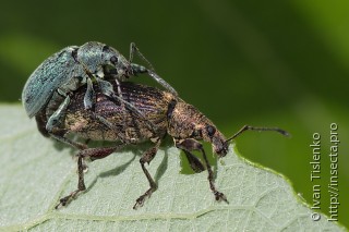Самец и самка  (Phyllobius pomaceus)