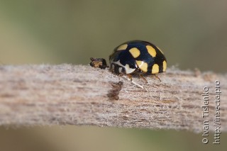 Имаго  (Coccinula quatuordecimpustulata)