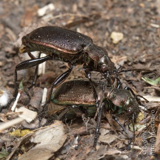 Самец и самка  Calosoma inquisitor