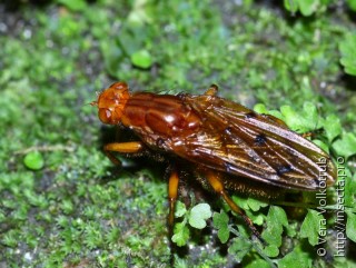 Psilidae