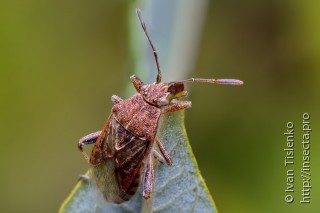 Имаго  (Stictopleurus punctatonervosus)