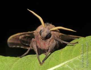 Marumba gaschkewitschii